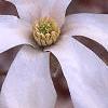 Magnolia x kewensis 'Wada's Memory', flowers