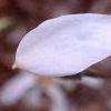 Magnolia x kewensis 'Wada's Memory', flowers