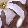 Magnolia x kewensis 'Wada's Memory', flowers