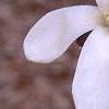 Magnolia x kewensis 'Wada's Memory', flowers