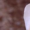 Magnolia x kewensis 'Wada's Memory', flowers