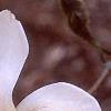 Magnolia x kewensis 'Wada's Memory', flowers