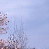 Magnolia ×loebneri 'Leonard Messei', habit
