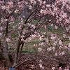 Magnolia ×loebneri 'Leonard Messei', habit