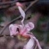 Magnolia ×loebneri 'Leonard Messei', flowers