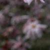 Magnolia ×loebneri 'Leonard Messei', flowers