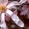 Magnolia ×loebneri 'Leonard Messei', flowers