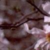 Magnolia ×loebneri 'Leonard Messei', flowers