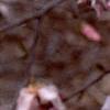 Magnolia ×loebneri 'Leonard Messei', flowers