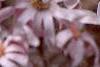 Magnolia ×loebneri 'Leonard Messei', flowers