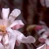 Magnolia ×loebneri 'Leonard Messei', flowers