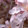 Magnolia ×loebneri 'Leonard Messei', flowers