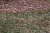 Magnolia Ã—loebneri 'Spring Snow', habit