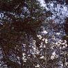 Magnolia Ã—loebneri 'Spring Snow', habit