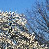 Magnolia Ã—loebneri 'Spring Snow', habit