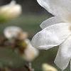 Magnolia ×loebneri 'Spring Snow', flowers
