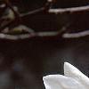 Magnolia ×loebneri 'Spring Snow', flowers