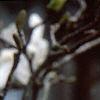 Magnolia ×loebneri 'Spring Snow', flowers