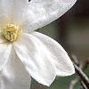 Magnolia ×loebneri 'Spring Snow', flowers