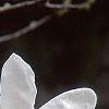 Magnolia ×loebneri 'Spring Snow', flowers