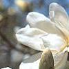 Magnolia Ã—loebneri 'Spring Snow', flowers