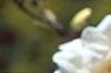 Magnolia Ã—loebneri 'Spring Snow', flowers