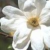 Magnolia Ã—loebneri 'Spring Snow', flowers