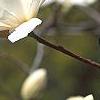 Magnolia ×loebneri 'Spring Snow', flowers