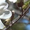 Magnolia ×loebneri 'Spring Snow', flowers