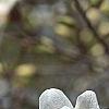 Magnolia Ã—loebneri 'Spring Snow', flowers