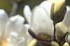 Magnolia ×loebneri 'Spring Snow', flowers