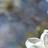 Magnolia Ã—loebneri 'Spring Snow', flowers