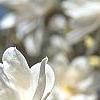 Magnolia ×loebneri 'Spring Snow', flowers