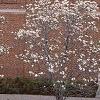 Magnolia ×loebneri, habit