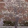 Magnolia ×loebneri, habit