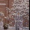 Magnolia ×loebneri, habit
