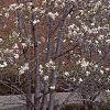 Magnolia Ã—loebneri, habit