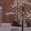 Magnolia Ã—loebneri, habit
