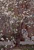Magnolia Ã—loebneri, habit