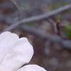 Magnolia Ã—loebneri, flowers