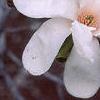 Magnolia Ã—loebneri, flowers