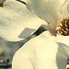 Magnolia ×loebneri, flowers