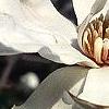 Magnolia Ã—loebneri, flowers