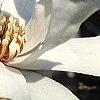 Magnolia Ã—loebneri, flowers
