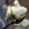 Magnolia Ã—loebneri, flowers