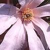 Magnolia stellata 'Rosea', flowers