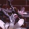 Magnolia stellata 'Rosea', flowers