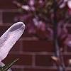 Magnolia stellata 'Rosea', flowers