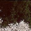 Magnolia stellata, habit
