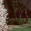Magnolia stellata, habit